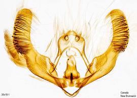   E .  tocullionana  male genitalia. © Dr. A. W. Thomas. Image used with permission.
