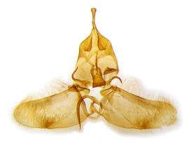  Male genitalia. © Chris Lewis. britishlepidoptera.weebly.com. Image used with permission. 

