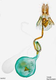  Female genitalia. © Dr. A. W. Thomas. Image used with permission.
