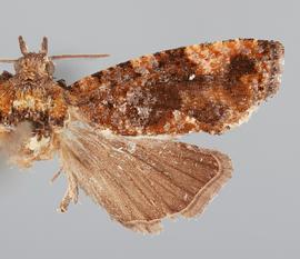   G .  leucothorax  female. © John W. Brown. Image used with permission.
