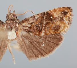   G .  leucothorax  male. © John W. Brown. Image used with permission.
