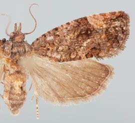   G .  trachycerus  female. © John W. Brown. Image used with permission.
