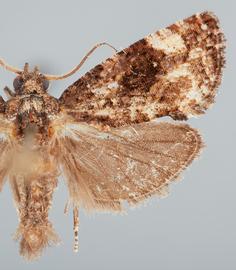   G .  trachycerus  male. © John W. Brown. Image used with permission.
