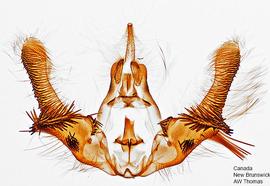  Male genitalia. © Dr. A. W. Thomas. Image used with permission.
