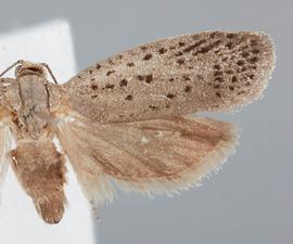  Adult. © John W. Brown. Image used with permission
