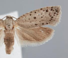  Adult. © John W. Brown. Image used with permission
