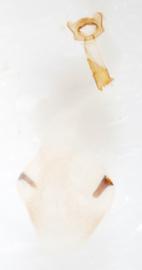  Female genitalia. © Chris Lewis. britishlepidoptera.weebly.com. Image used with permission.
