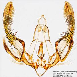   O .  connectum  male genitalia. © Dr. A. W. Thomas. Image used with permission.
