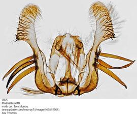  Male genitalia. © Dr. A. W. Thomas. Image used with permission.
