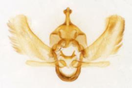  Male genitalia. © Chris Lewis. britishlepidoptera.weebly.com. Image used with permission. 
