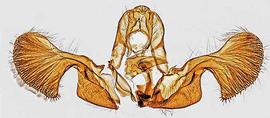   R .  albicapitana  male genitalia. © Dr. A. W. Thomas. Image used with permission.

