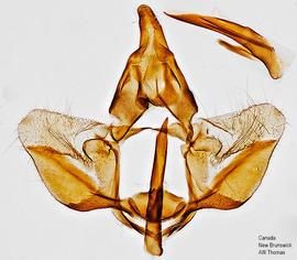 Male genitalia. © Dr. A. W. Thomas. Image used with permission.
