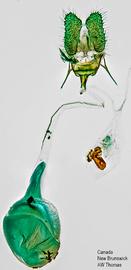  Female genitalia. © Dr. A. W. Thomas. Image used with permission.
