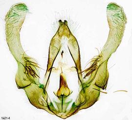  Male genitalia. © Dr. A. W. Thomas. Image used with permission.
