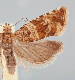   Celypha cespitana . © John W. Brown. Image used with permission.
