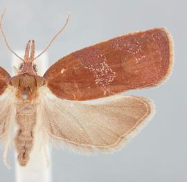  Female. © John W. Brown. Image used with permission.
