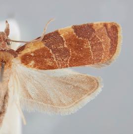 Male. © John W. Brown. Image used with permission.
