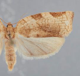  Female . ©  John W. Brown. Image used with permission.
