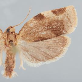  Male . ©  John W. Brown. Image used with permission.
