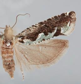   Chimoptesis pennsylvaniana . © John W. Brown. Image used with permission.
