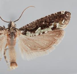  Male. © John W. Brown. Image used with permission.
