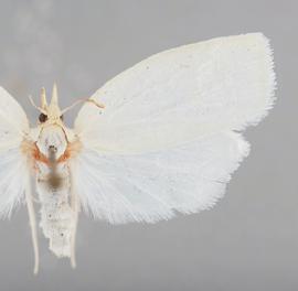  Female. © John W. Brown. Image used with permission.
