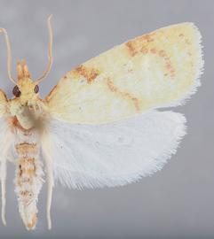  Male. © John W. Brown. Image used with permission.
