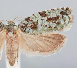   Proteoteras moffatiana . © John W. Brown. Image used with permission.
