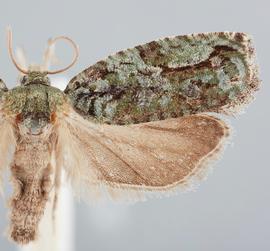  Male. © John W. Brown. Image used with permission.
