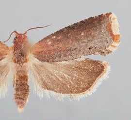  Female. © John W. Brown. Image used with permission.
