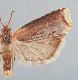  Male. © John W. Brown. Image used with permission.

