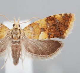  Female. © John W. Brown. Image used with permission.
