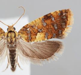  Male. © John W. Brown. Image used with permission.
