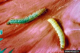  Larva. © Biologische Bundesanstalt für Land- und Forstwirtschaft , Biologische Bundesanstalt für Land- und Forstwirtschaft, Bugwood.org
