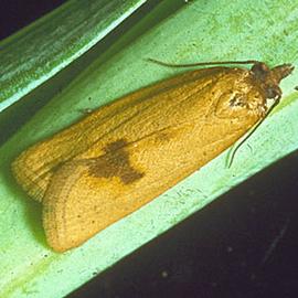  Resting adult. © Biologische Bundesanstalt für Land- und Forstwirtschaft , Biologische Bundesanstalt für Land- und Forstwirtschaft, Bugwood.org

