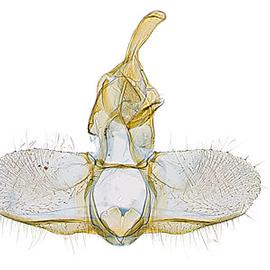  Male genitalia
