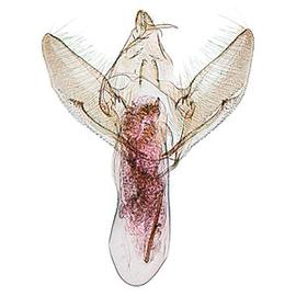  Male genitalia
