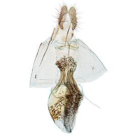  Female genitalia
