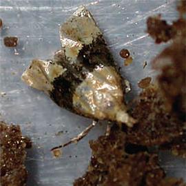  Resting adult
