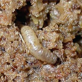  Larva
