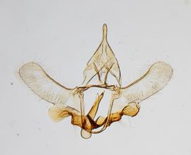 Male genitalia. © John W. Brown. Image used with permission.