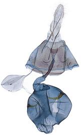  Female genitalia
