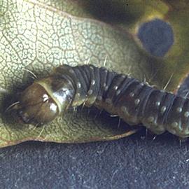  Larva. © USDA Forest Service - Region 8 - Southern , USDA Forest Service, Bugwood.org
