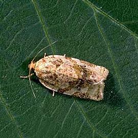 Resting adult. © UC Statewide IPM Program, Agriculture and Natural Resources, University of California. 

