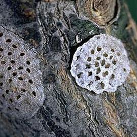  Egg masses. © UC Statewide IPM Program, Agriculture and Natural Resources, University of California. 
