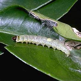  Larva. © UC Statewide IPM Program, Agriculture and Natural Resources, University of California. 
