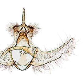  Male genitalia
