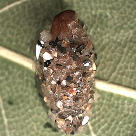  Pupa in cocoon

