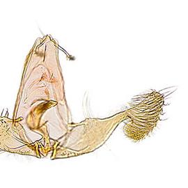  Male genitalia
