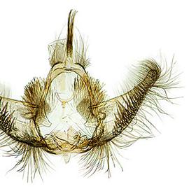  Male genitalia
